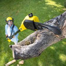  East Valley, NV Tree Care Pros