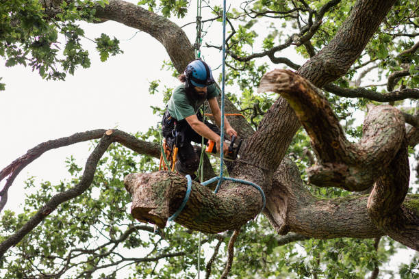 Reliable East Valley, NV Tree Care Solutions