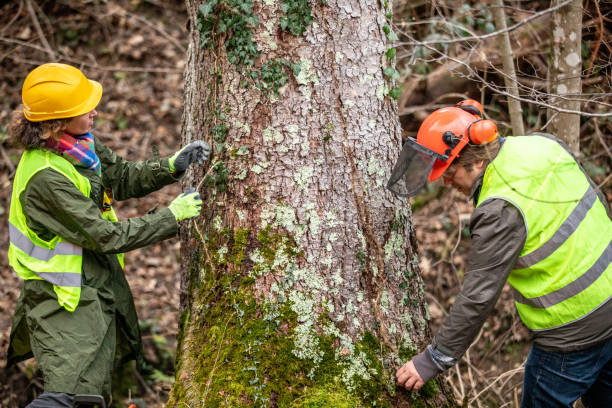 Best Tree and Shrub Care  in East Valley, NV