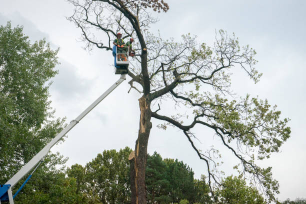 Best Tree Removal  in East Valley, NV