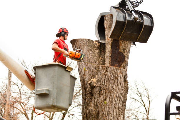 Best Storm Damage Tree Cleanup  in East Valley, NV